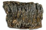 Partial Fossil Woolly Mammoth M Molar - Siberia #370378-2